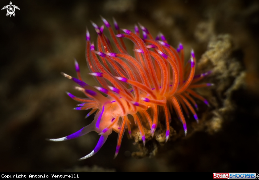 A Flabellina nudibranch