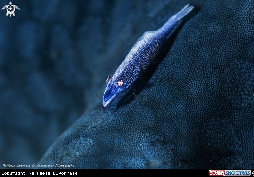 A Seastar shrimp