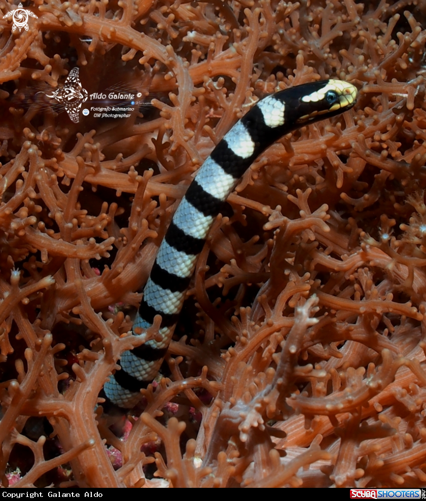 A Sea Snake