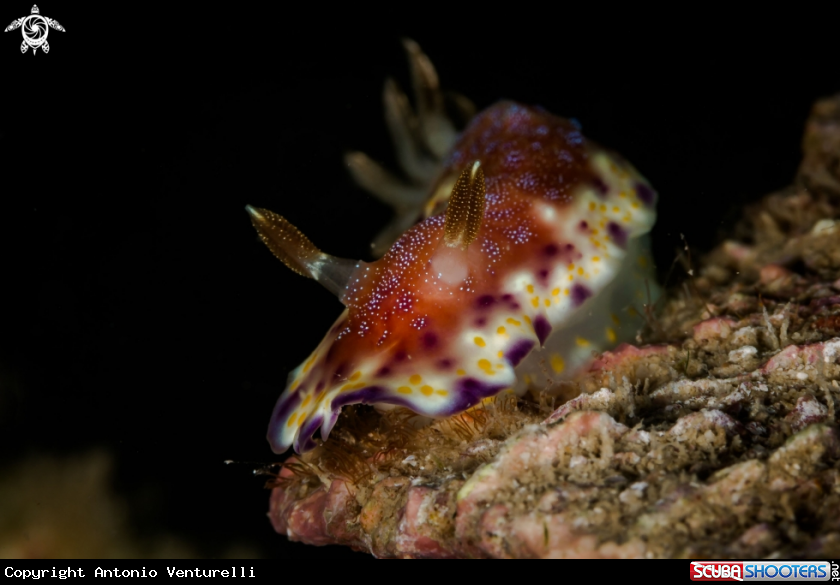 A Goniobranchus collingwoodi nudibranch