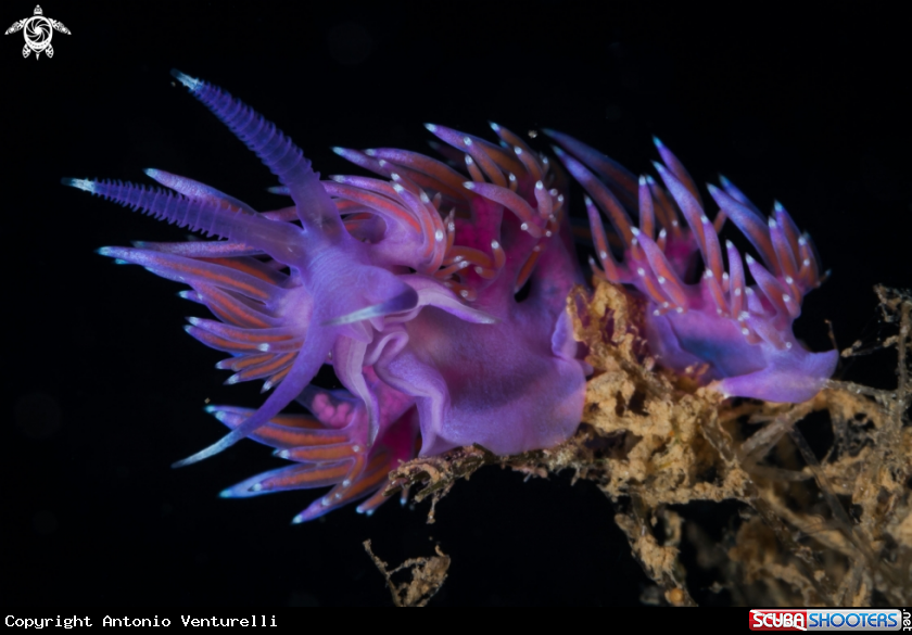 A Purple flabellina nudibranch