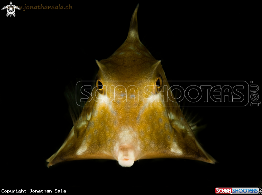 A Box Fish