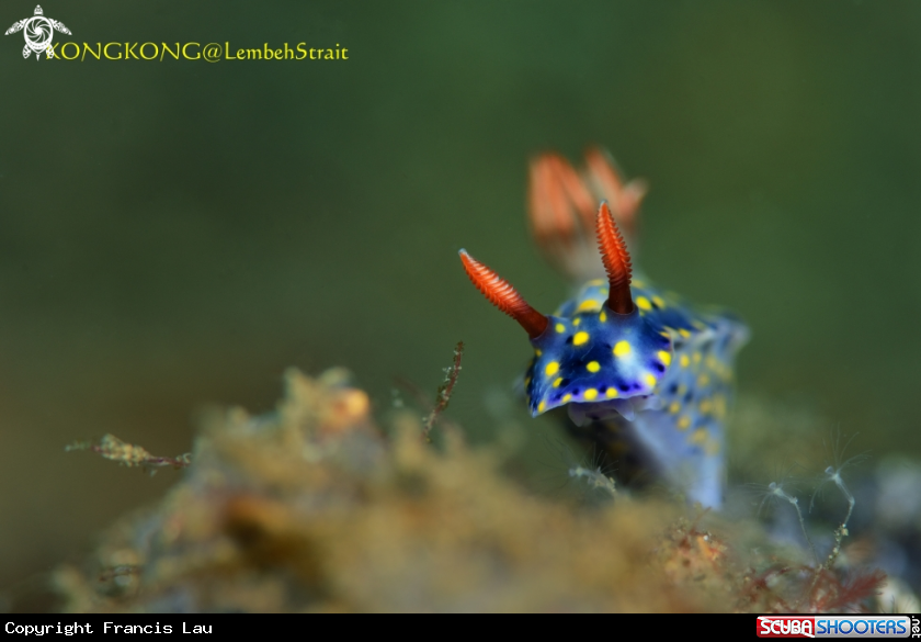 A Nudibranch (Hypselodoris infucata)