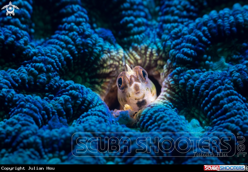 A Blenny Fish