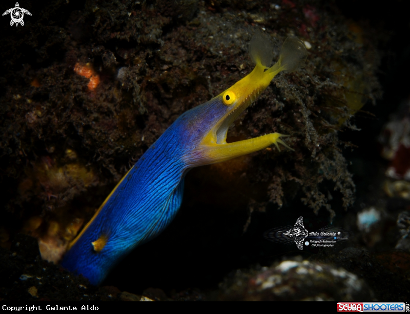 A Ribbon Eel