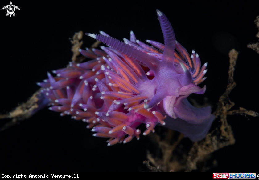 A Flabellina nudibranch