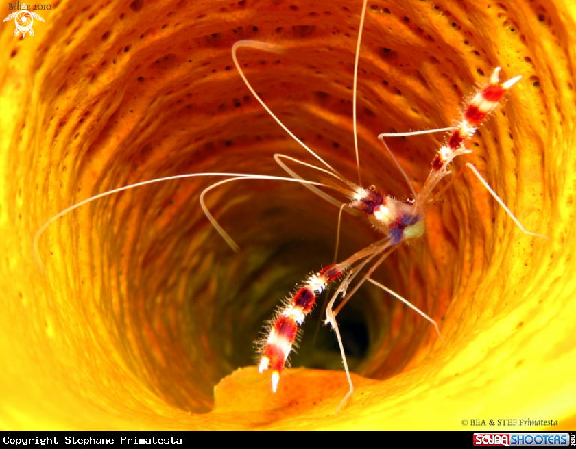A Banded shrimp