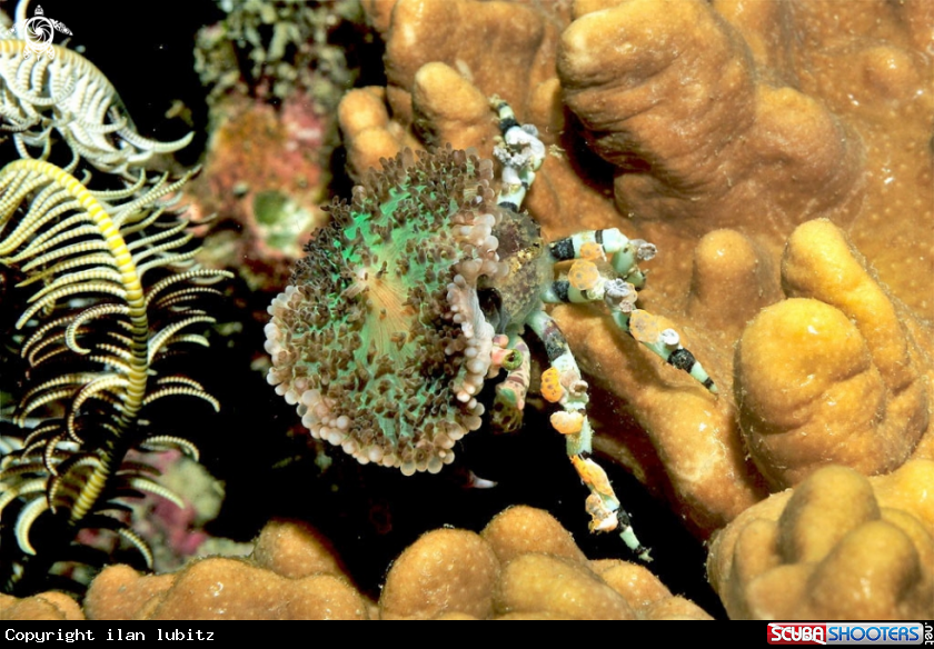 A Decorator crab
