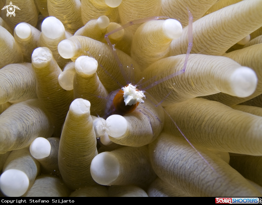 A underwater creature