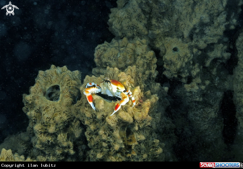 A porcelain crab