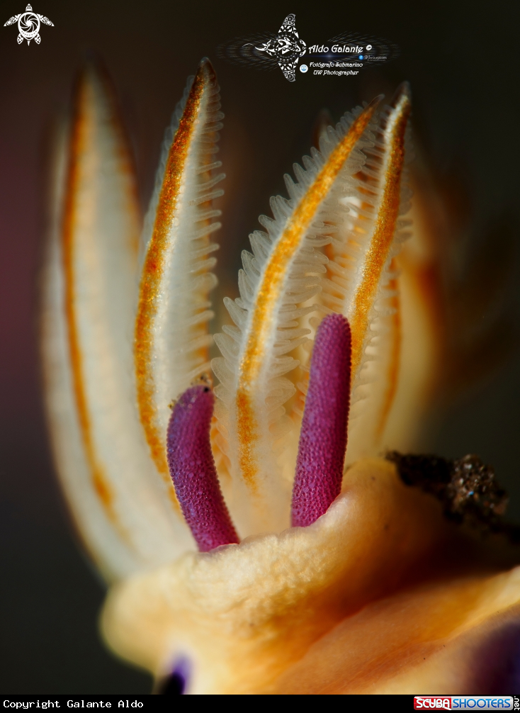 A Nudibranch - Copepod Parasite Eggs