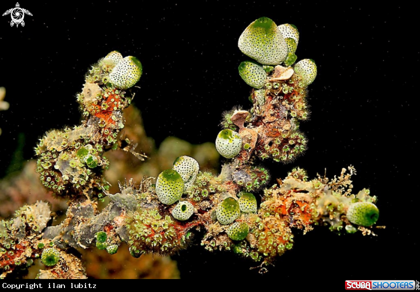 A Tunicates