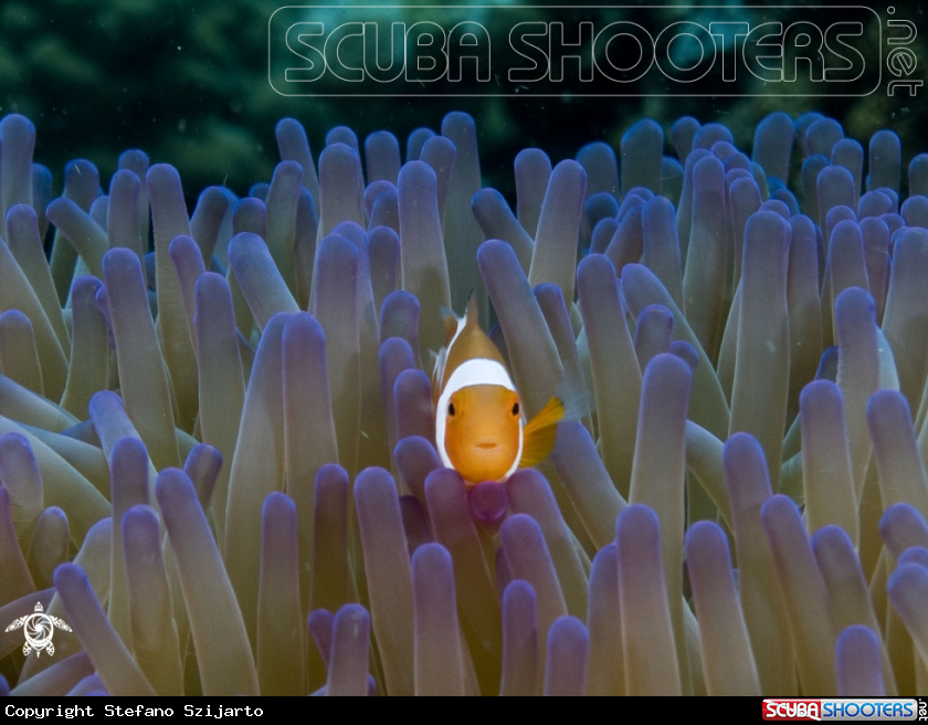 A Clown Fish