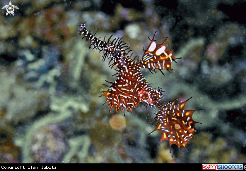 A ghost pipefish