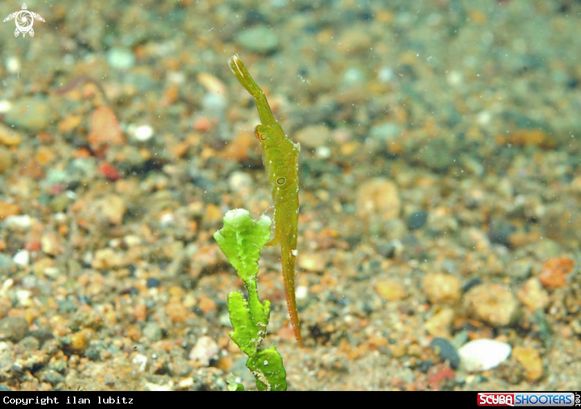 A Tozeuma  shrimp