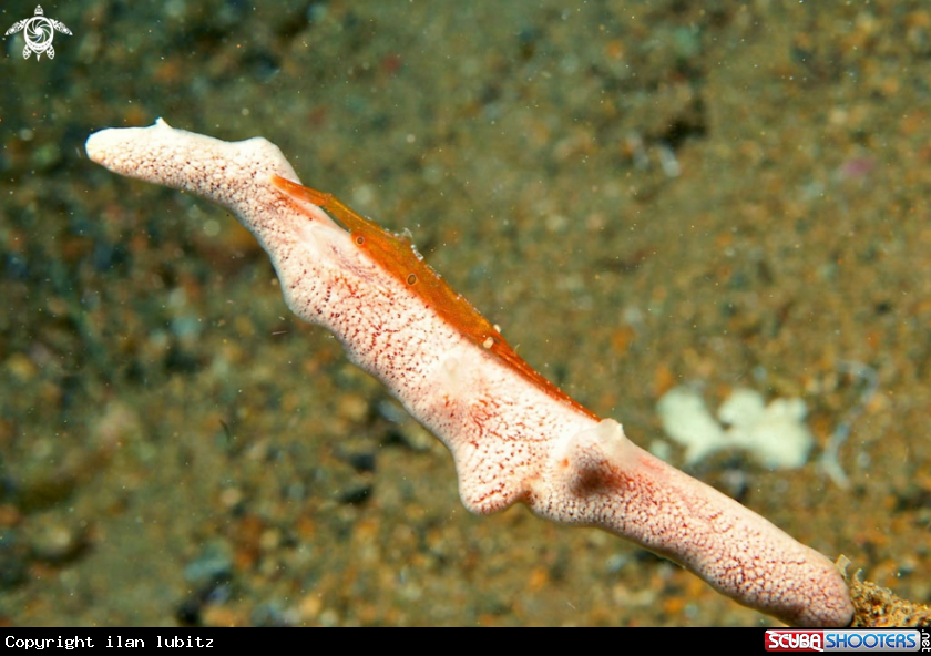 A Tozeuma  shrimp