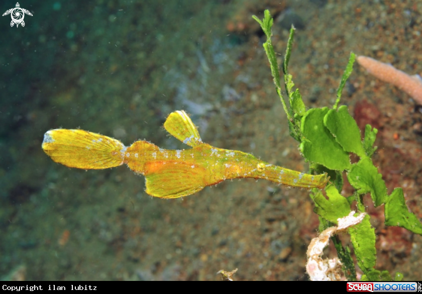 A ghost pipefish