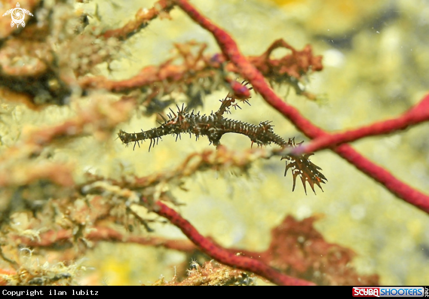A ghost pipefish
