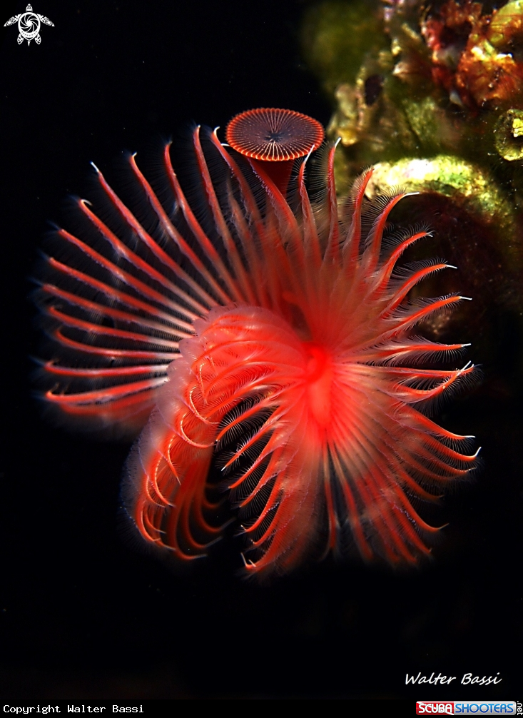 A serpula 