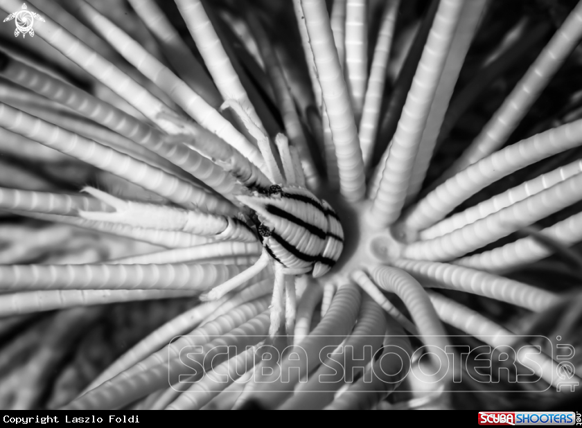 A Allogalathea elegans 