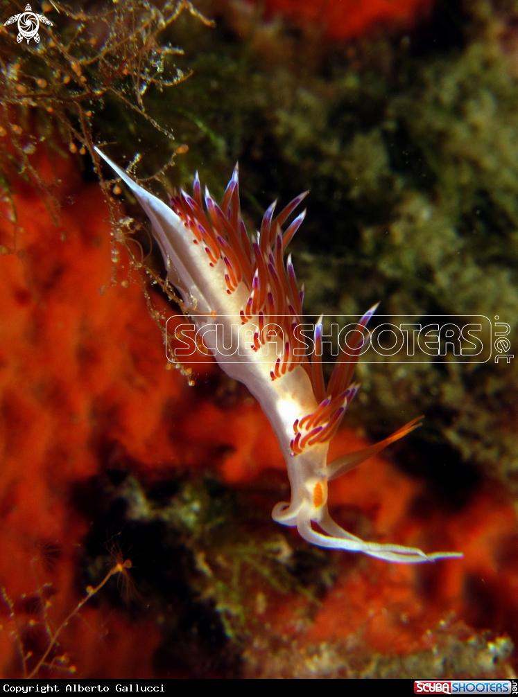 A nudibranchio