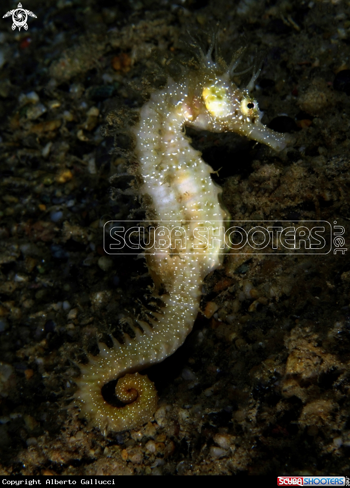 A mediterranean seahorse