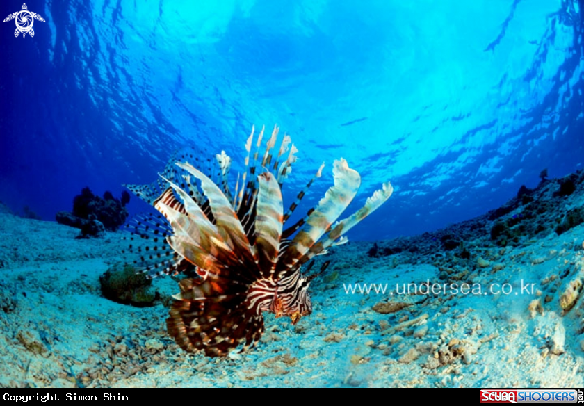A lionfish