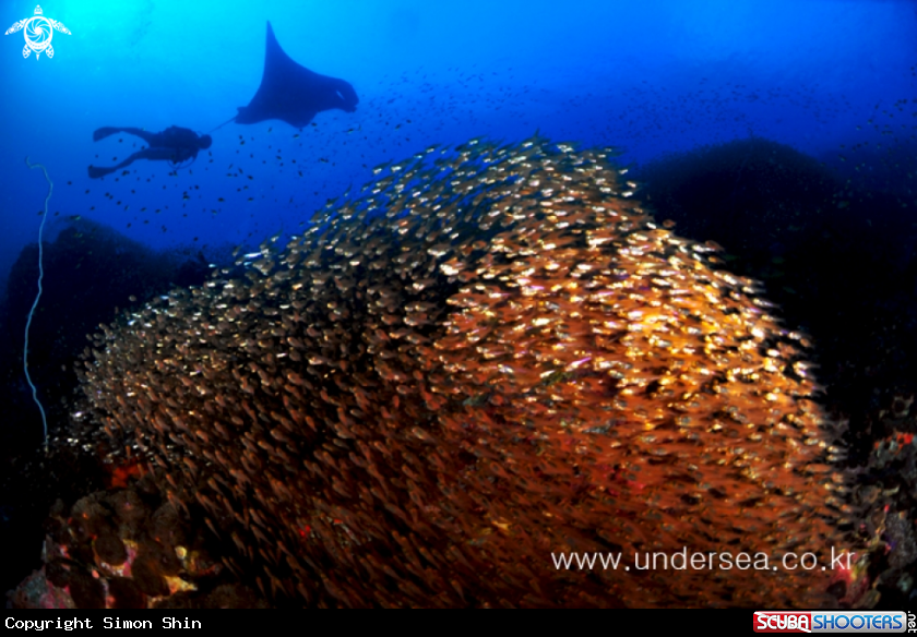 A Mantaray