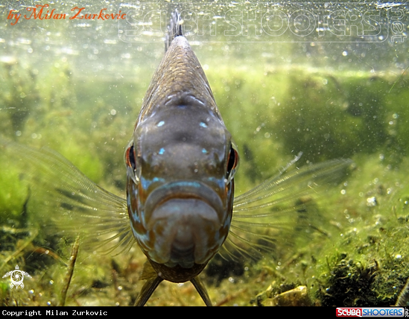 A Sun fish