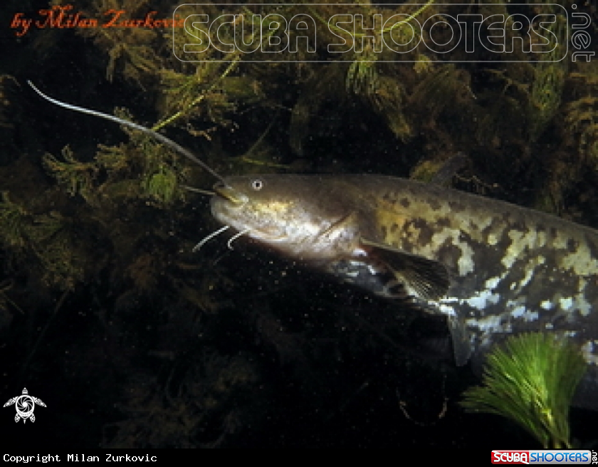 A catfish