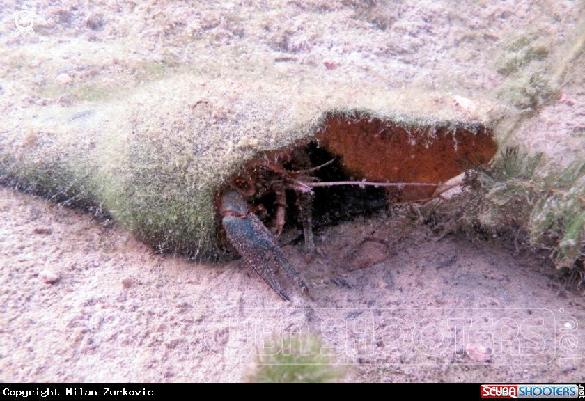 A crayfish