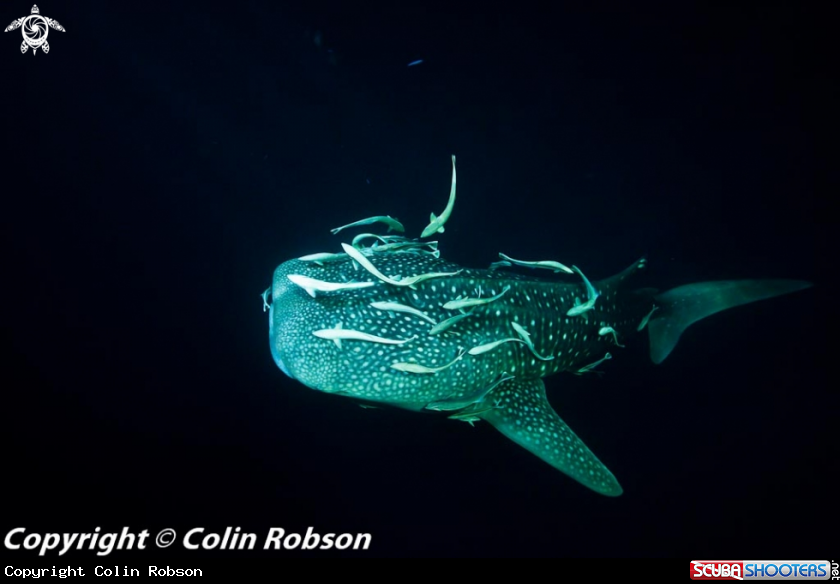 A underwater creature