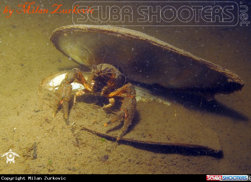 A crayfish