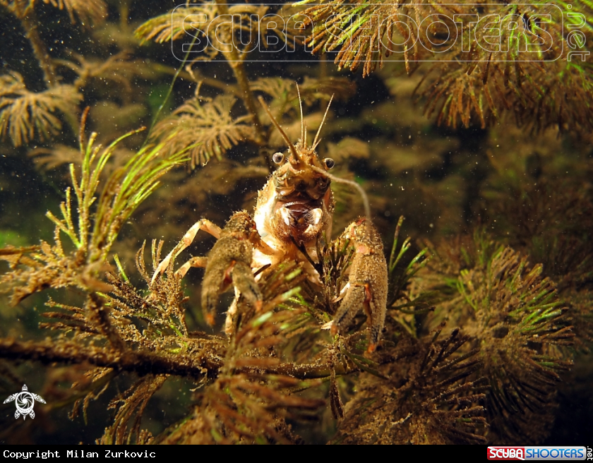 A crayfish
