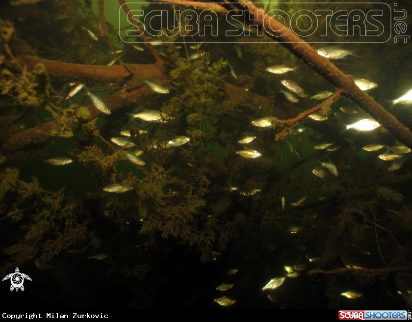 A scool  of fish