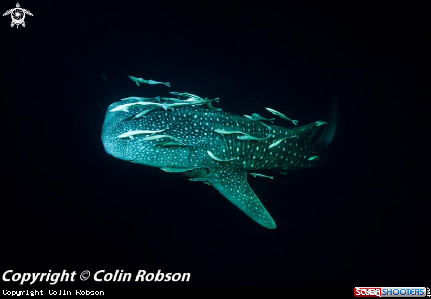A underwater creature