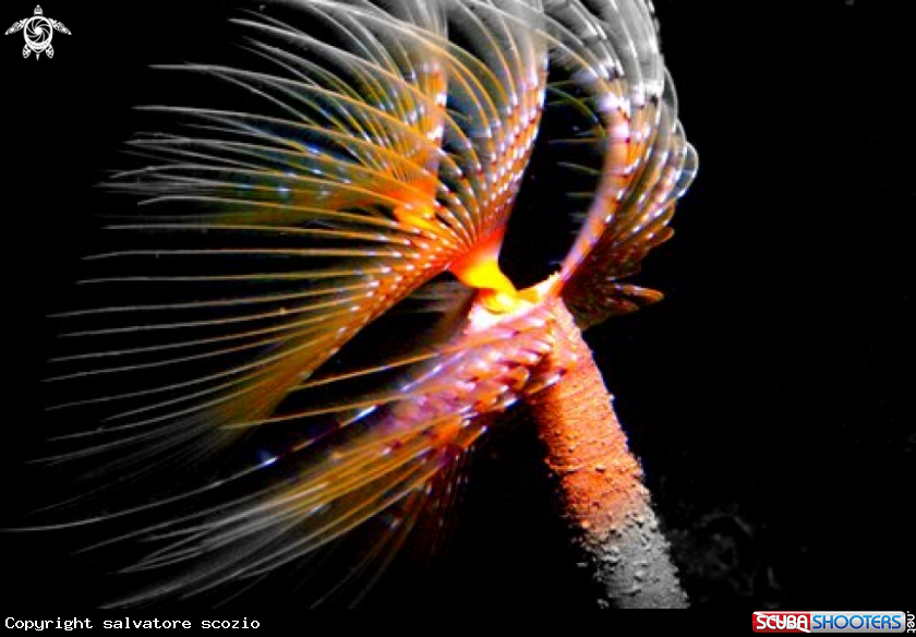 A spirografo