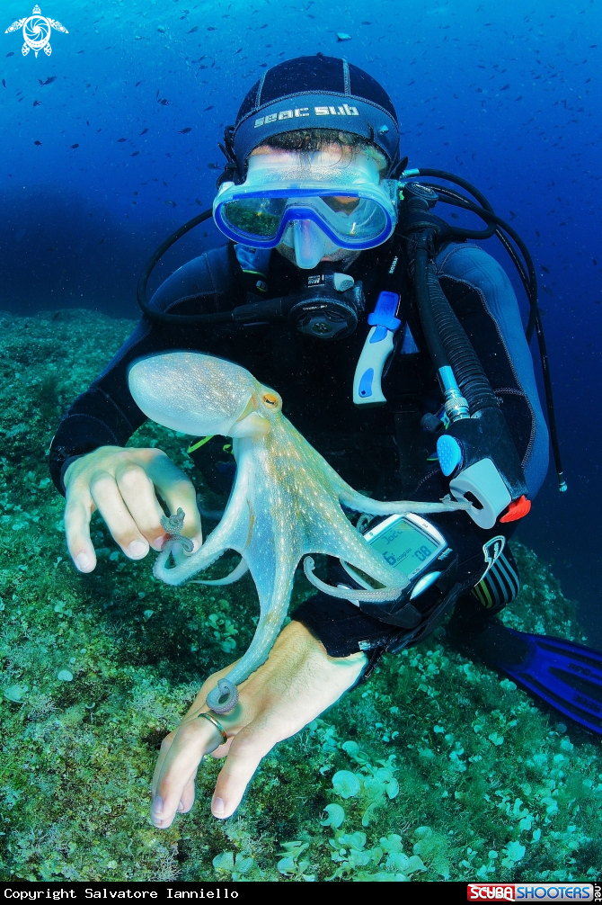 A Octopus vulgaris