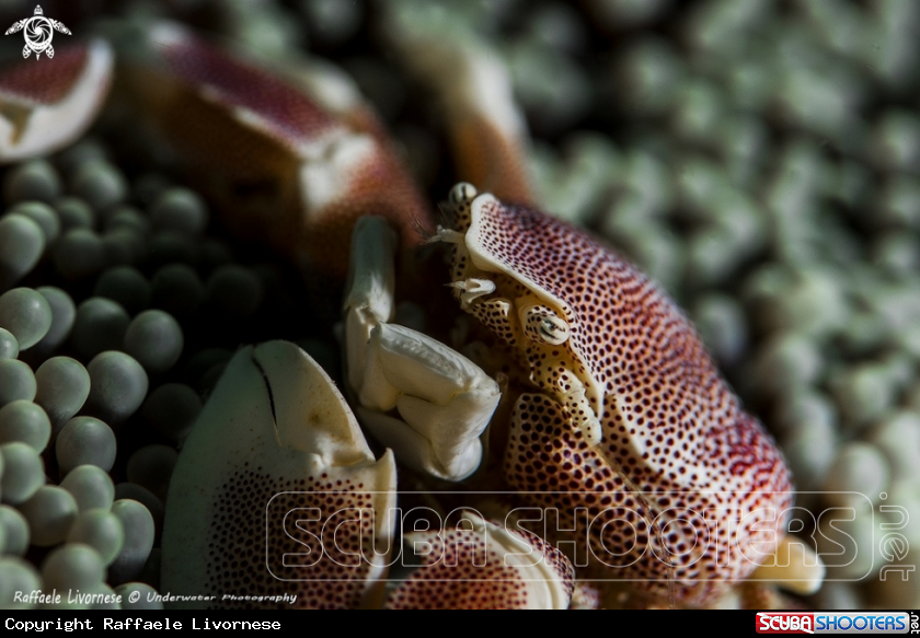 A Porcelain crab