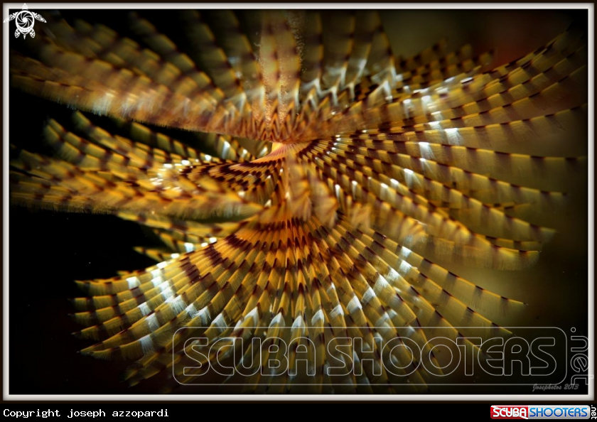 A tubeworm