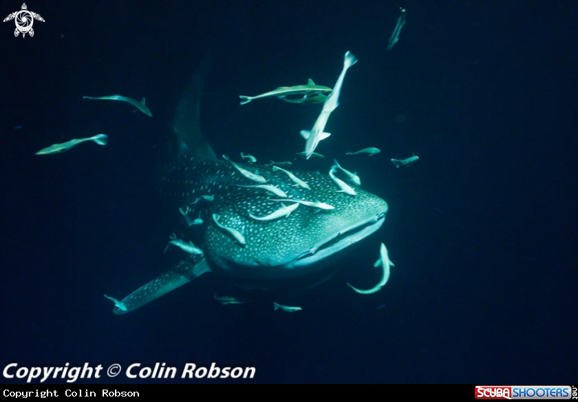 A underwater creature