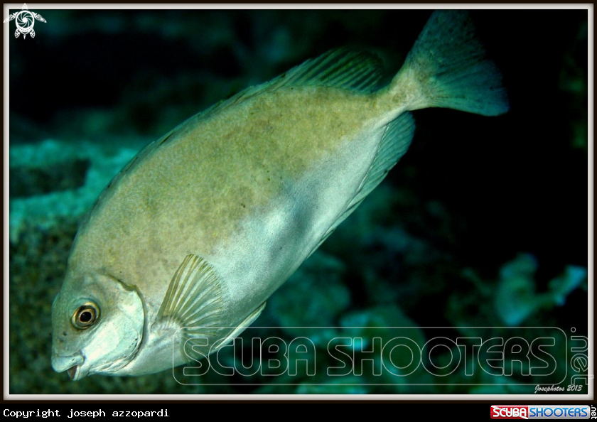 A rabbitfish