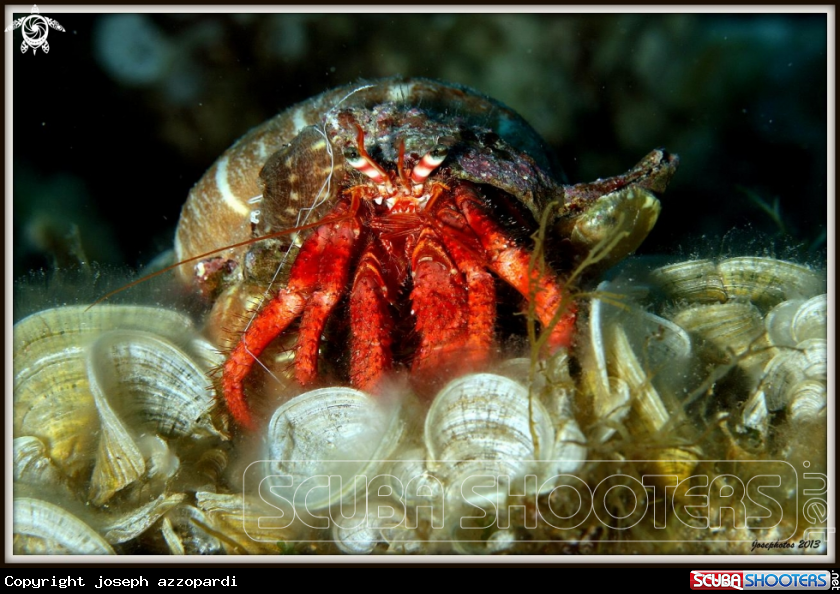 A hermitcrab