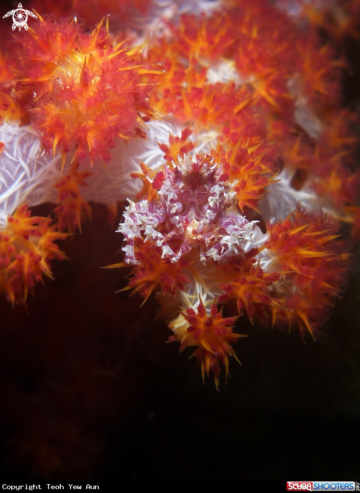 A Candy Crab