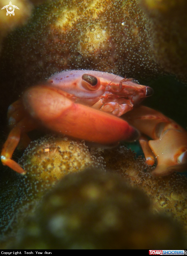 A Crab 