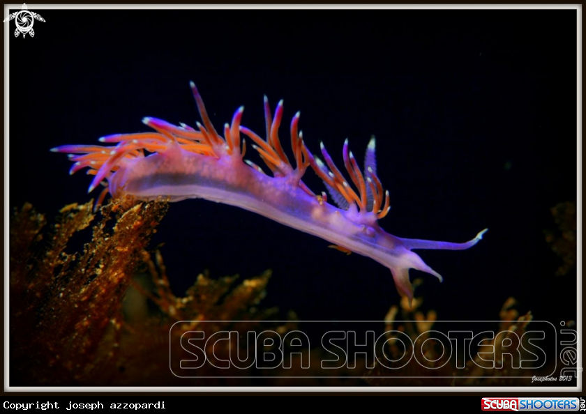 A Nudibranch