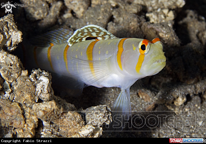 A Goby