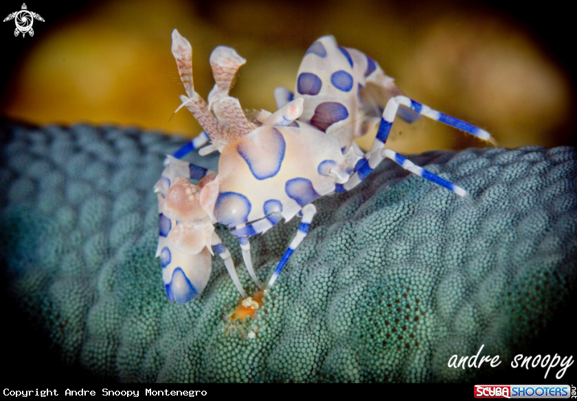A Harlequin Shrimp