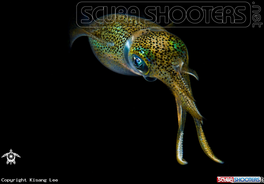 A Squid