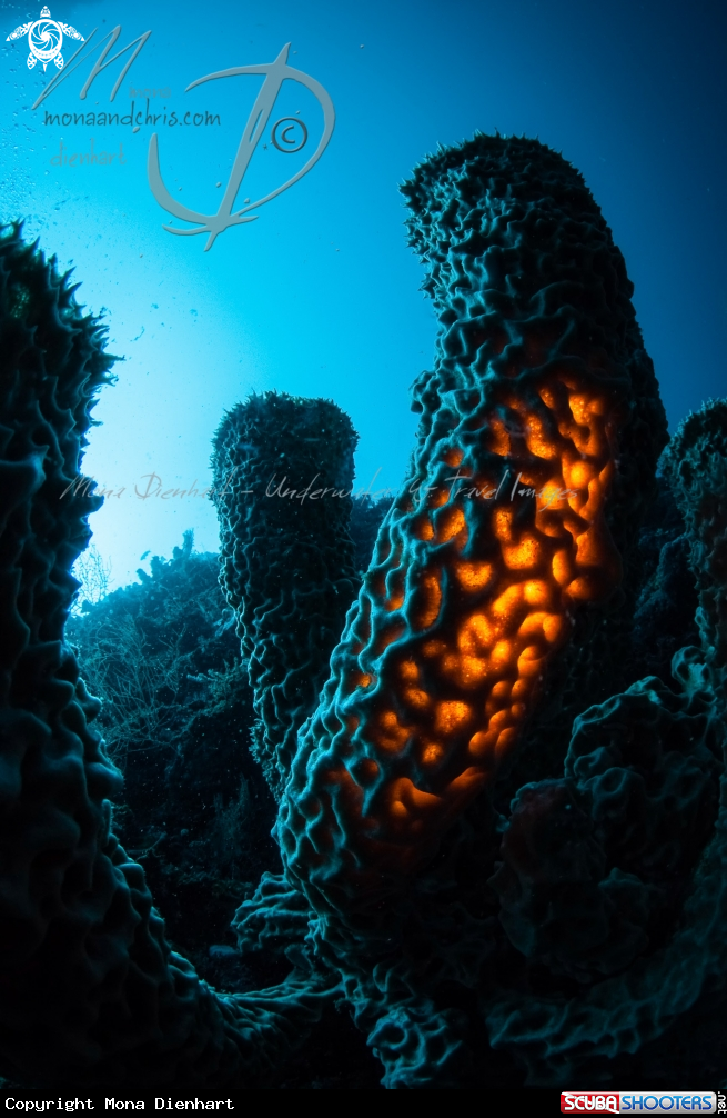 A GREAT TUBE SPONGE